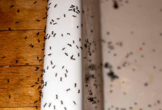 Best Spider Control Near Me  in Hackensack, NJ